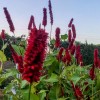 Persicaria amplexicaulis